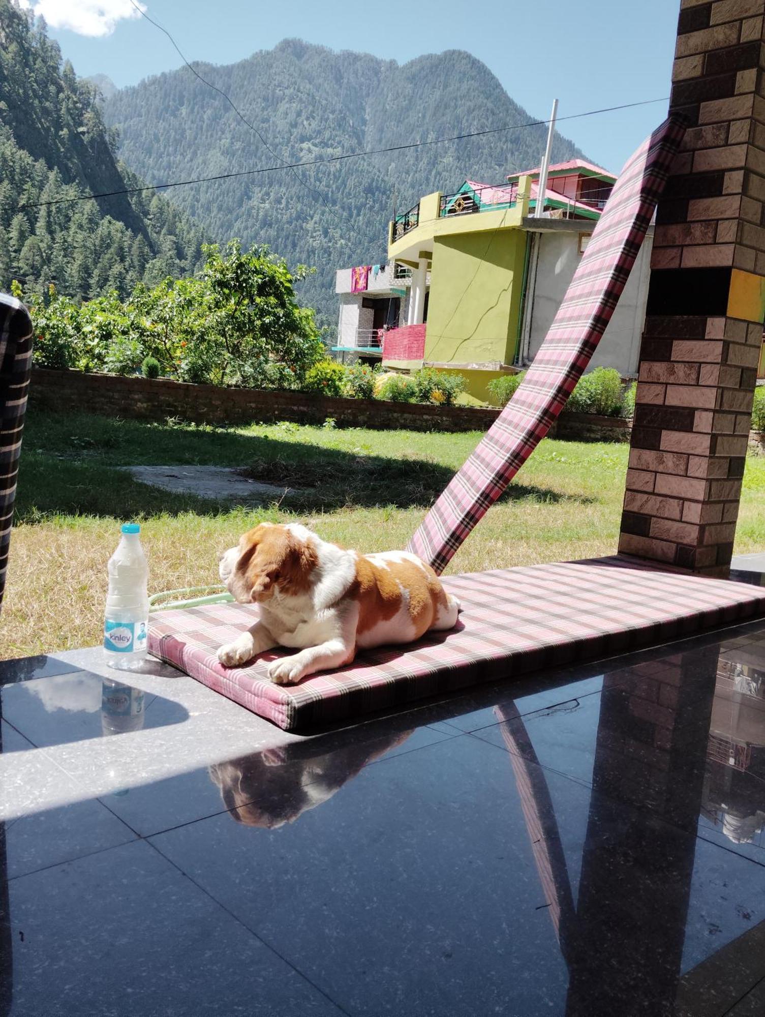 Dog N Hill Hotel Kasol Eksteriør billede